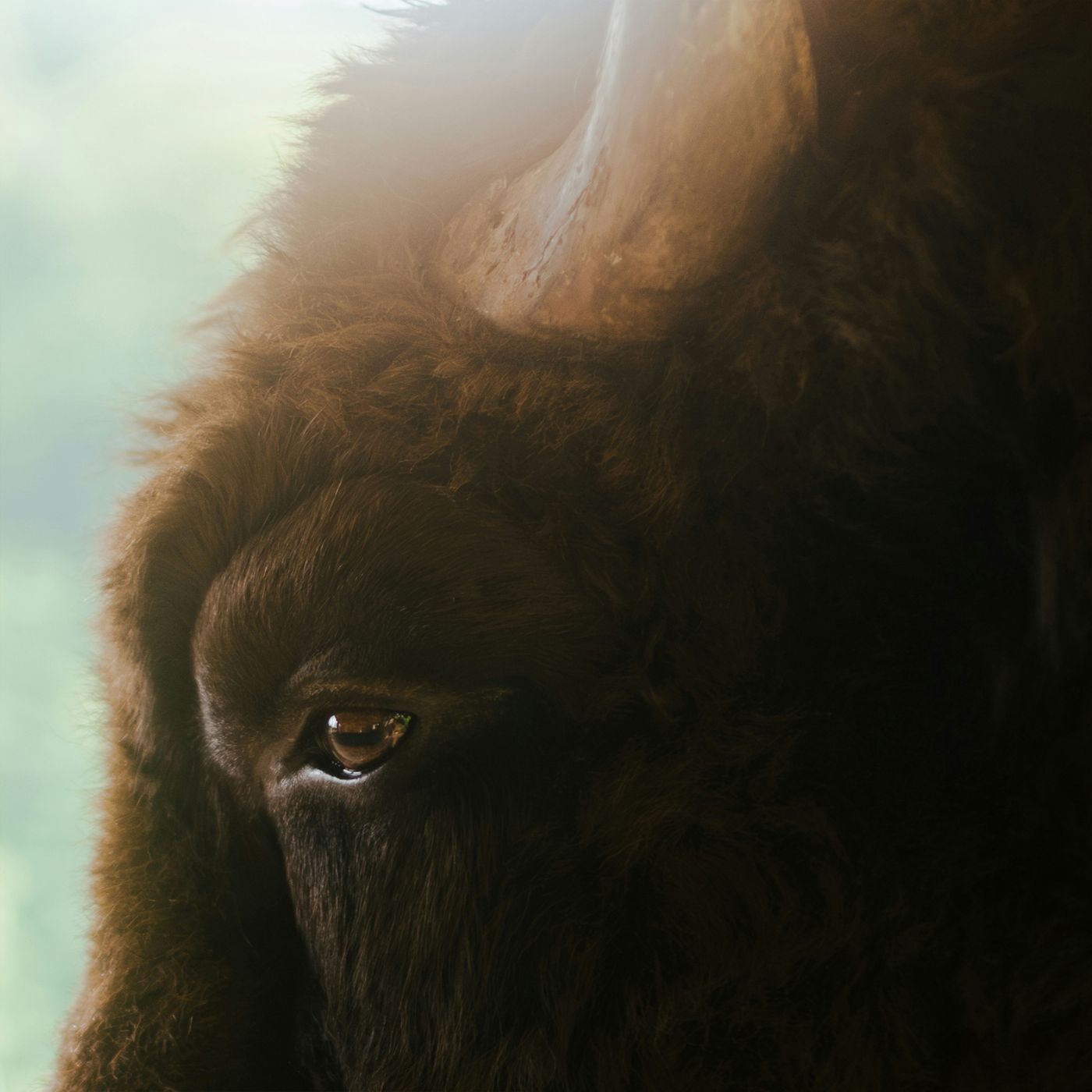 Close view of an American bison's eye and horn